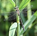 * Nomination A photograph I took at Cors Ddyga, Anglesey, Wales; July 2017. By User:Alun Williams333 --Llywelyn2000 08:03, 15 August 2017 (UTC) * Decline Description on the image page is useless and needs to be replaced by a description of what is shown, i.e. the species --Uoaei1 08:37, 15 August 2017 (UTC)  Not done --Uoaei1 06:27, 22 August 2017 (UTC)