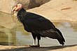 Condor-da-califórnia no Zoológico de San Diego.