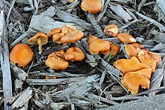 Gymnopilus echinulisporus AR.jpg