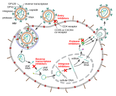 A schematic diagram showing the mechanisms of different HIV antiretroviral drugs. DPV is a type of reverse transcriptase inhibitor. HIV-drug-classes.svg