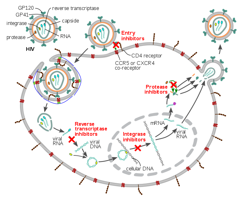 Schematic description of the mechanism of the four classes of available antiretroviral drugs against HIV
