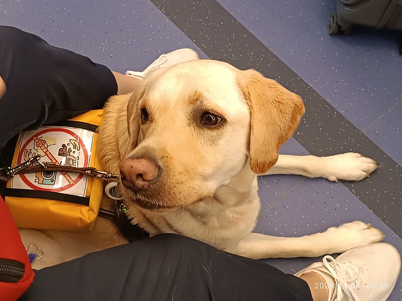 File:HK MTR traffic 導盲犬 Guide dog short hair brown November 2023 R12S 05.jpg