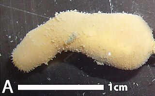 <i>Halicryptus</i> Genus of priapulid worms