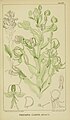 Habenaria clavata plate 43 in: Harry Bolus: Orchids of South Africa volume II (1911)