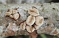 Encoelia furfuracea