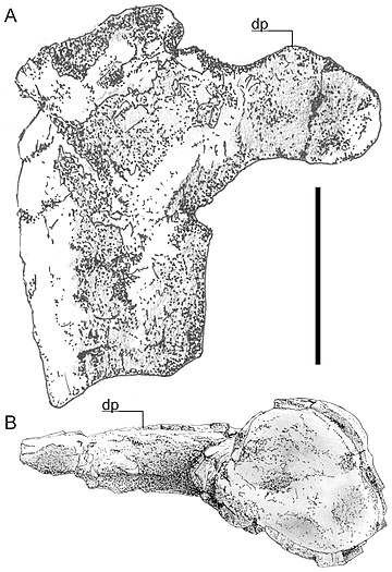 File:Hatzegopteryx humerus.jpg