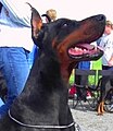 Doberman Pinscher, black & tan, cropped ears