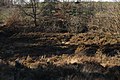 Heath developing into oak-forest