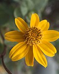 Miniatura para Heliopsis longipes