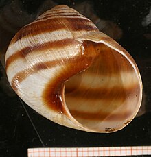 Shell of Helix nucula 