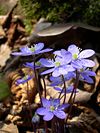 Hepatica nobilis cvijeće.JPG