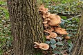 * Nomination Hiking in autumn by Wijnjeterper Schar. Autumn biotope with mushrooms. (Armillaria mellea). --Agnes Monkelbaan 05:40, 5 December 2017 (UTC) * Promotion Good quality. --Ermell 08:43, 5 December 2017 (UTC)