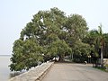 Peepal the Heritage Trees of Chandigarh at Sukhna lake