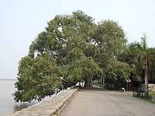 Peepal the Heritage Tree of Chandigarh at Sukhna Lake