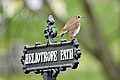 * Nomination Hermit thrush perched on a sign for Heliotrope Path at Green-wood Cemetery. By User:Fetafete --Rhododendrites 01:05, 8 January 2023 (UTC) * Promotion  Support Good quality. --Terragio67 01:11, 8 January 2023 (UTC)