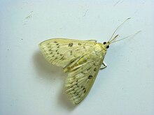 Herpetogramma sp. Herpetogramma adult.jpg