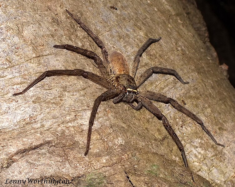 Datei:Heteropoa venatoria (Linnaeus, 1767) female Domestic Hunting Spider (16289066016).jpg