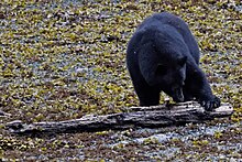 A black bear foraging on the shoreline in Hidden Cove, northern Vancouver Island. Hidden Cove (8177760136).jpg