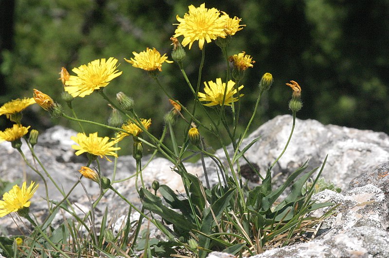 File:Hieracium humile (Kleinwuchs-Habichtskraut) IMG 26561.jpg