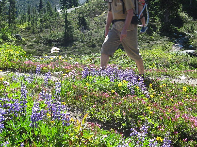 File:Hiking through an alpine meadow (7734138990).jpg