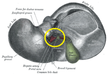Hilum of the liver, circled in yellow Hilum of the liver.png