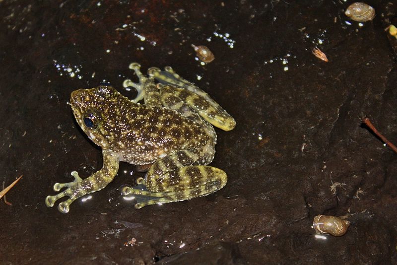 File:Hong Kong Cascade Frog (Amolops hongkongensis) 香港湍蛙11.jpg