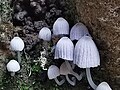 Coprinellus disseminatus, Cusco