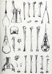 Рисунок отдельных костей птицы