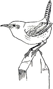 House Wren