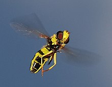 Insects such as hoverflies are capable of rapid and agile flight. Hoverfly September 2007-7 (cropped).jpg
