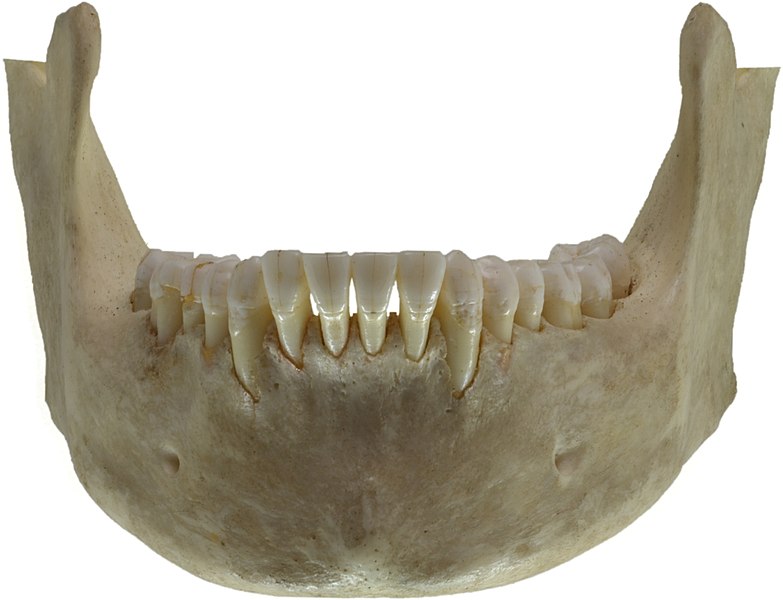 File:Human jawbone front.jpg