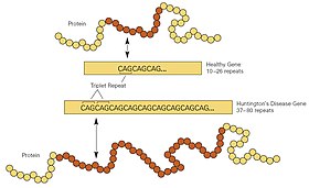 Image of the repeated DNA sequence in Huntington's disease. Huntington's disease (5880985560).jpg