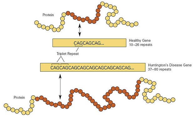 Graphic showing at top normal range of repeats, and disease-causing range of repeats.