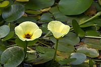 H. nymphoides, nymfblomma