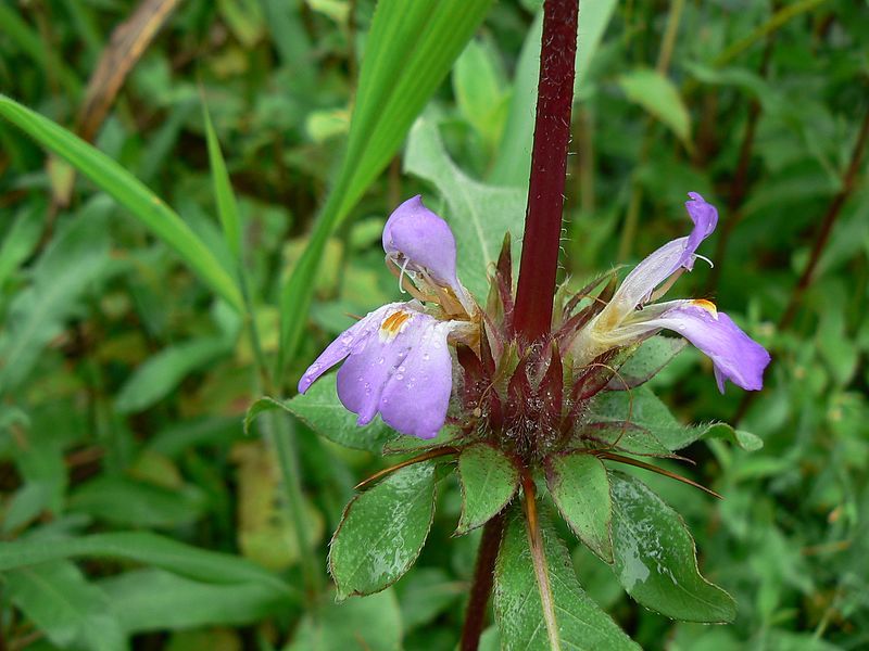 File:Hygrophila auriculata (Schumach.) Heine (1426326377).jpg