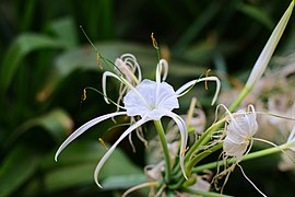 Day 3: Hymenocallis littoralis in the Weyler's Square