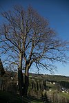 Summer linden (Tilia platyphyllos)