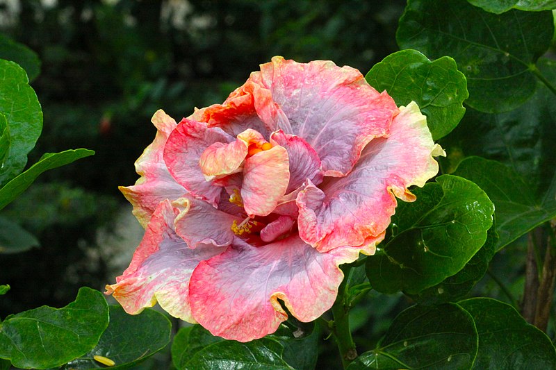 File:IMG 8158 Hibiscus Photographed by Peak Hora.jpg