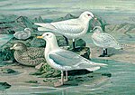 Fayl:Iceland Gull &amp; Ivory Gull - Naumann.jpg üçün miniatür