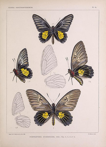 File:Icones ornithopterorum (Pl. 65) (7704290796).jpg