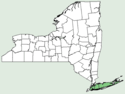 Ilex glabra NY-dist-map.png
