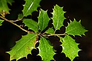 Ilex opaca, or American holly.