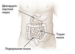 300px Illu small intestine Russian