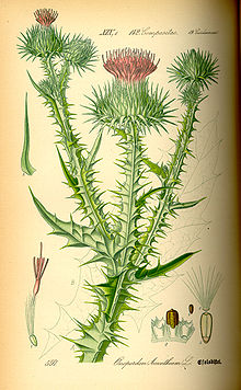 Cotton thistle (Onopordum acanthium) from Thome Flora von Deutschland, Osterreich und der Schweiz 1885 Illustration Onopordum acanthium0.jpg