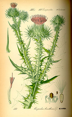 Ordinara onopordo (Onopordum acanthium), ilustraĵo el Flora von Deutschland, Österreich und der Schweiz 1885 de Thomés
