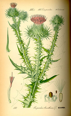 Gewöönelk Fisel (Onopordum acanthium), tiaknang ütj Flora von Deutschland, Österreich und der Schweiz 1885.