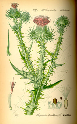 Dygliuotoji kardažolė (Onopordum acanthium)