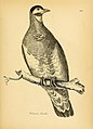 Illustrations of ornithology (Plate 104) (7748051234).jpg