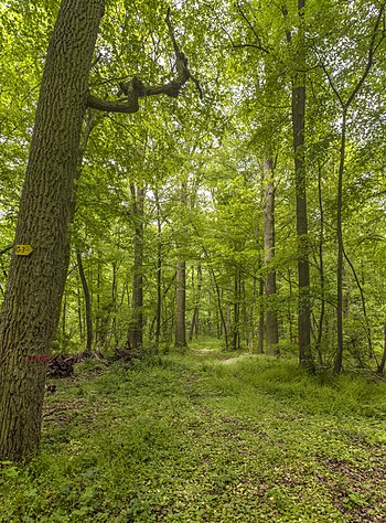 Naturschutzgebiet Hörnauer Wald: Geschichte, Geografie und Geologie, Siehe auch