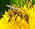 Bijen bestuiven de bloemen met hun harige lichaam.